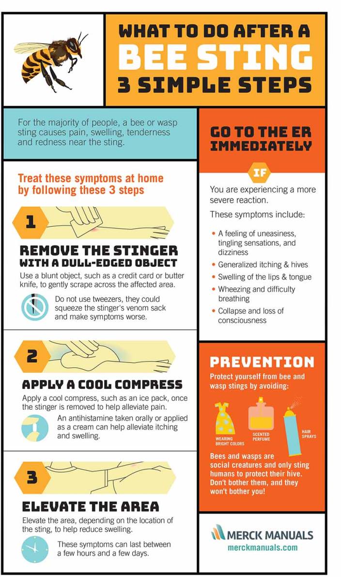 Infographic: What to do After a Bee Sting - Merck Manuals Consumer Version