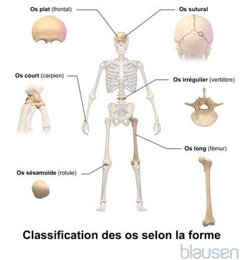 Classification des os en fonction de leur forme