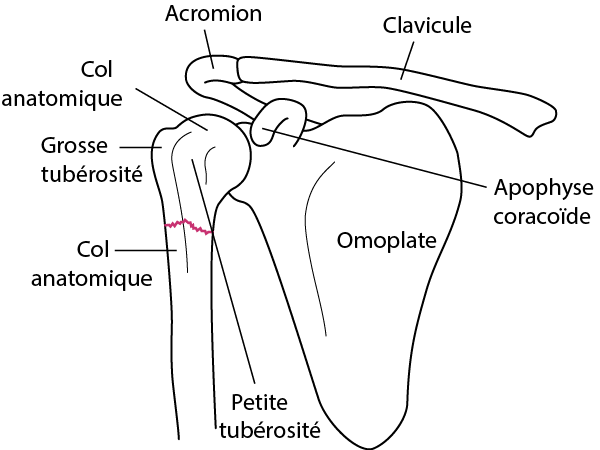 Repères anatomiques clés de l'humérus proximal